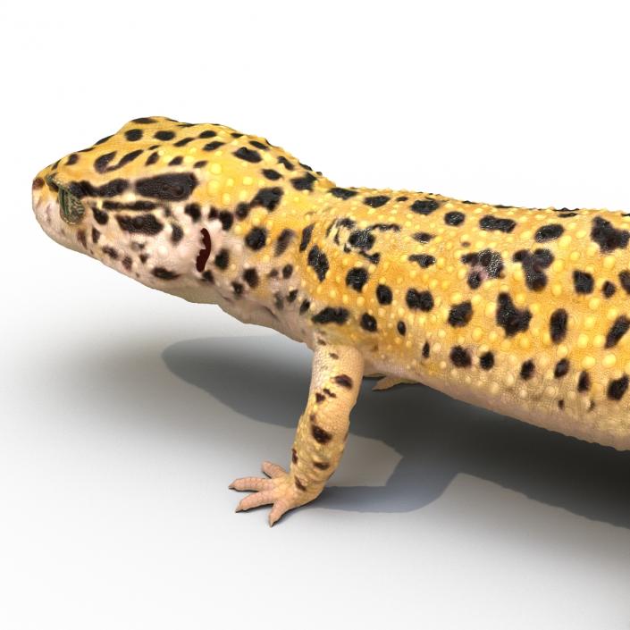 3D model Leopard Gecko Rigged