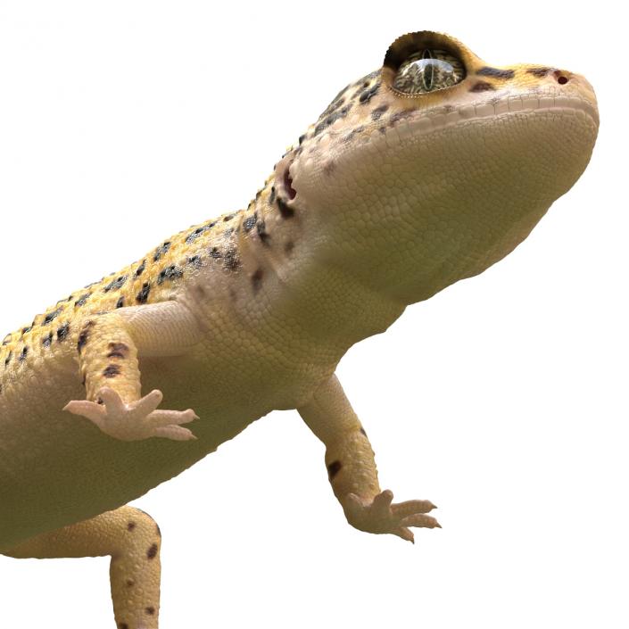 3D model Leopard Gecko Rigged