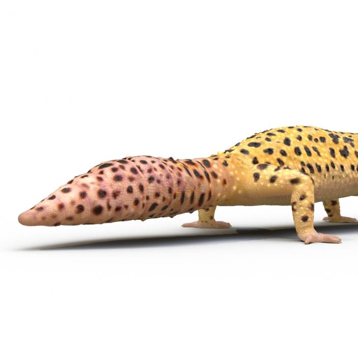 3D model Leopard Gecko Rigged