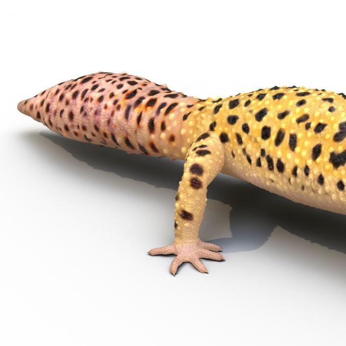 3D model Leopard Gecko Rigged