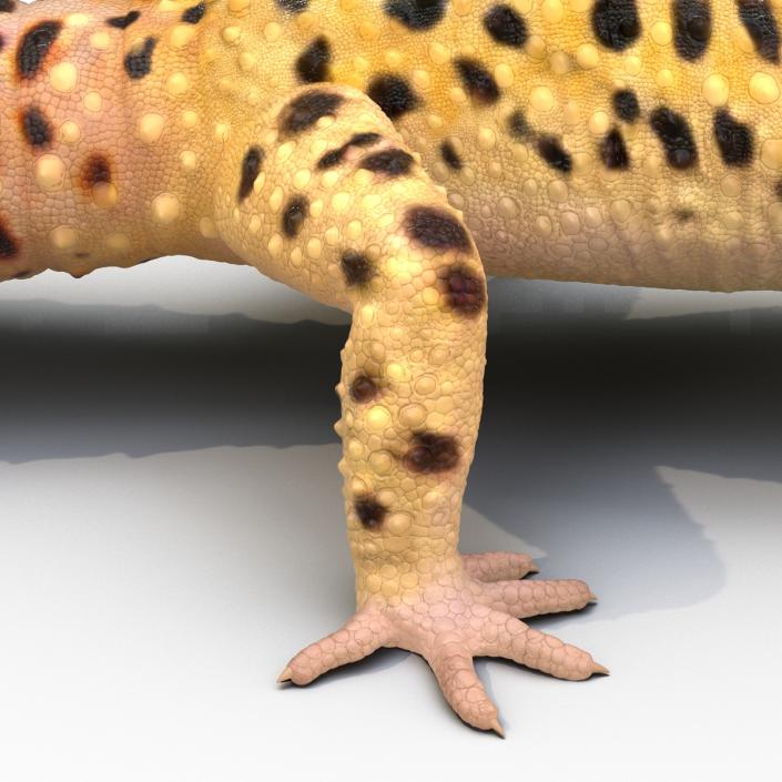 3D model Leopard Gecko Rigged