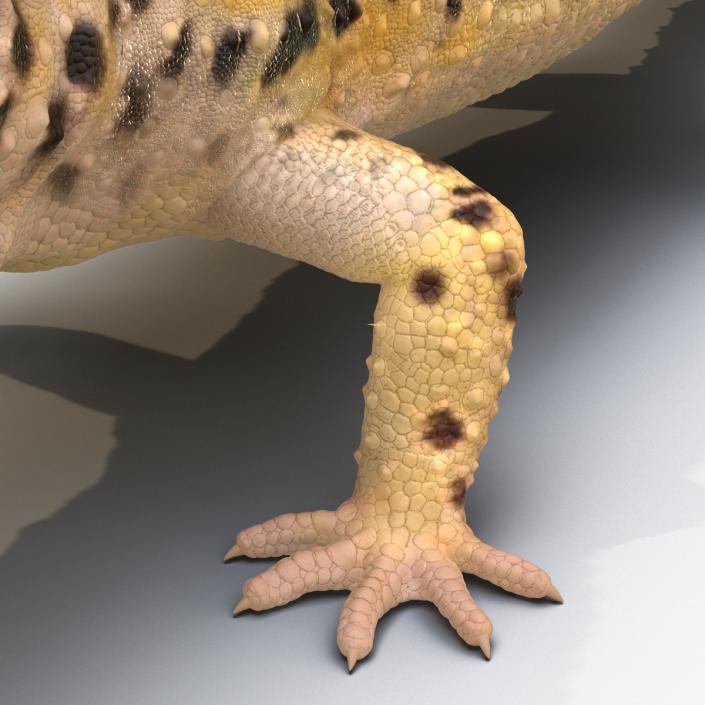 3D model Leopard Gecko Rigged