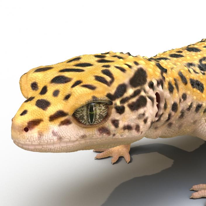 3D model Leopard Gecko Rigged