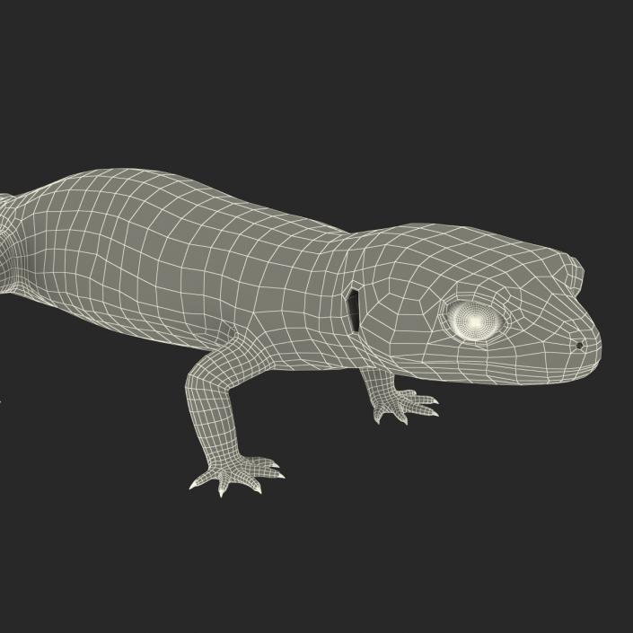 3D model Leopard Gecko Rigged