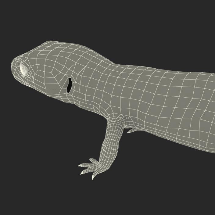 3D model Leopard Gecko Rigged