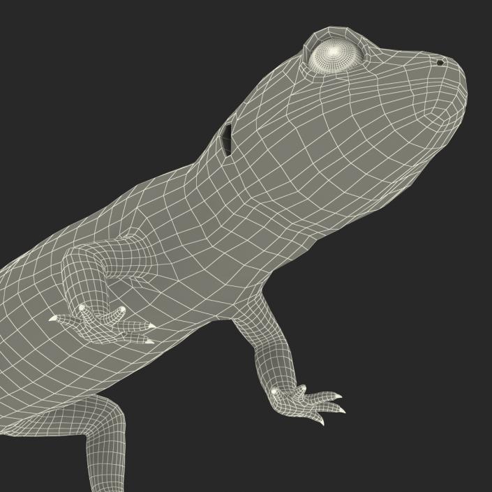 3D model Leopard Gecko Rigged