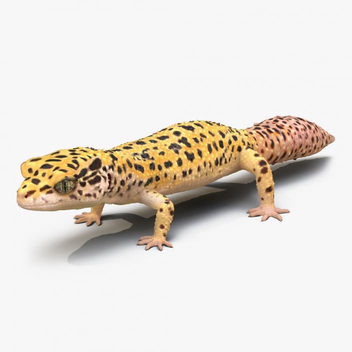 3D model Lizards Collection 2