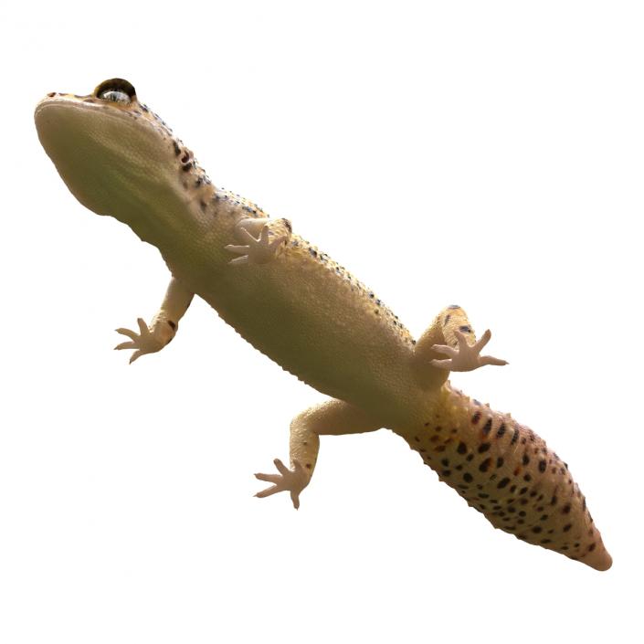 3D Leopard Gecko model