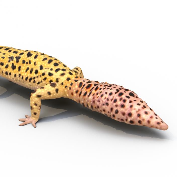 3D Leopard Gecko model