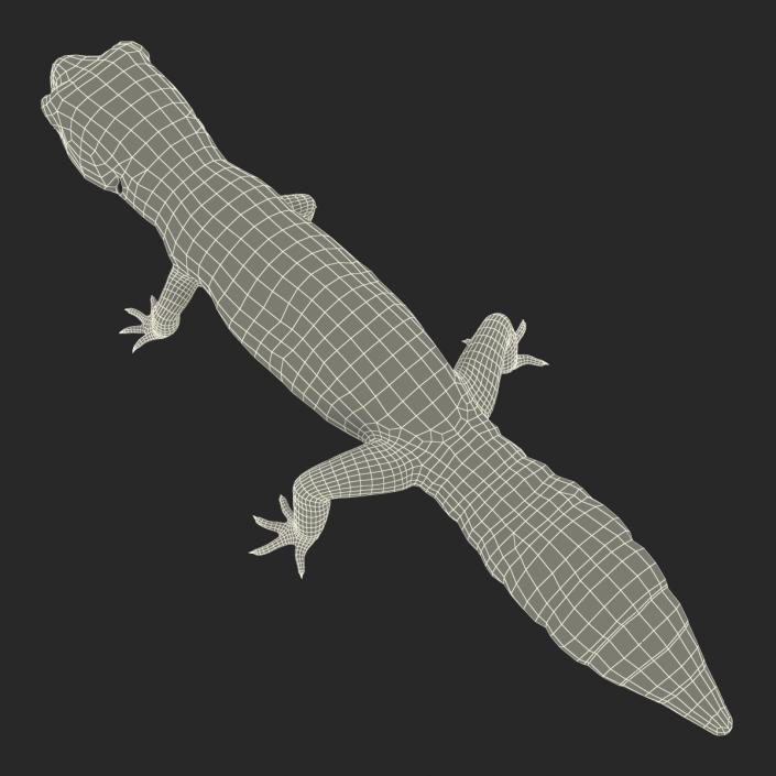 3D Leopard Gecko model