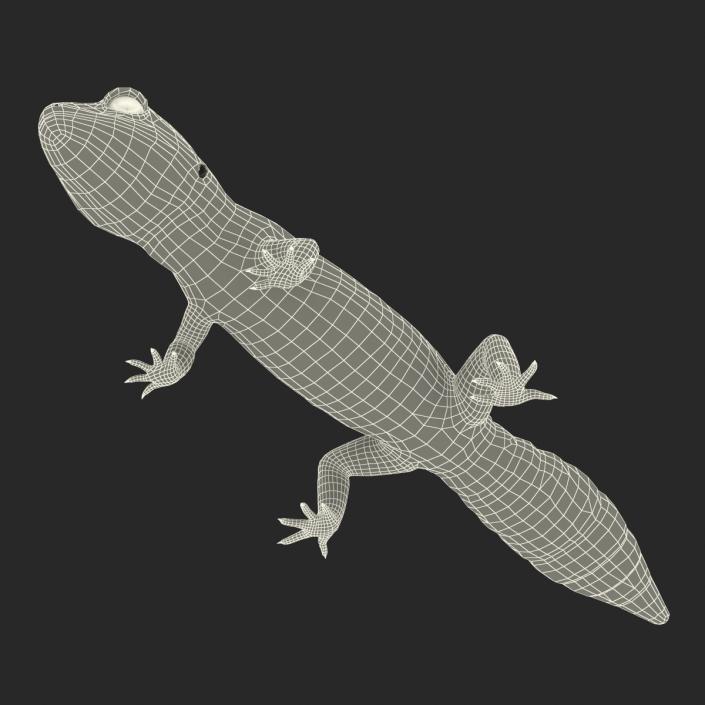 3D Leopard Gecko model