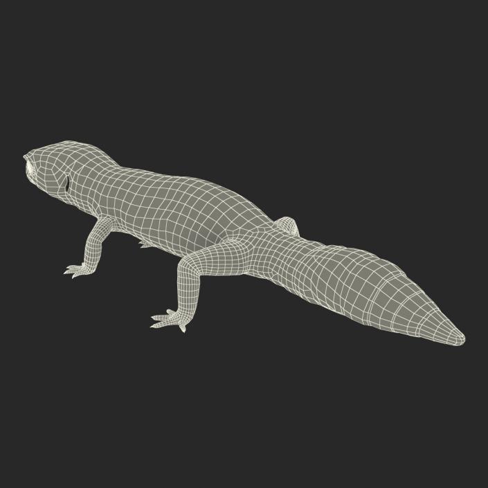 3D Leopard Gecko model