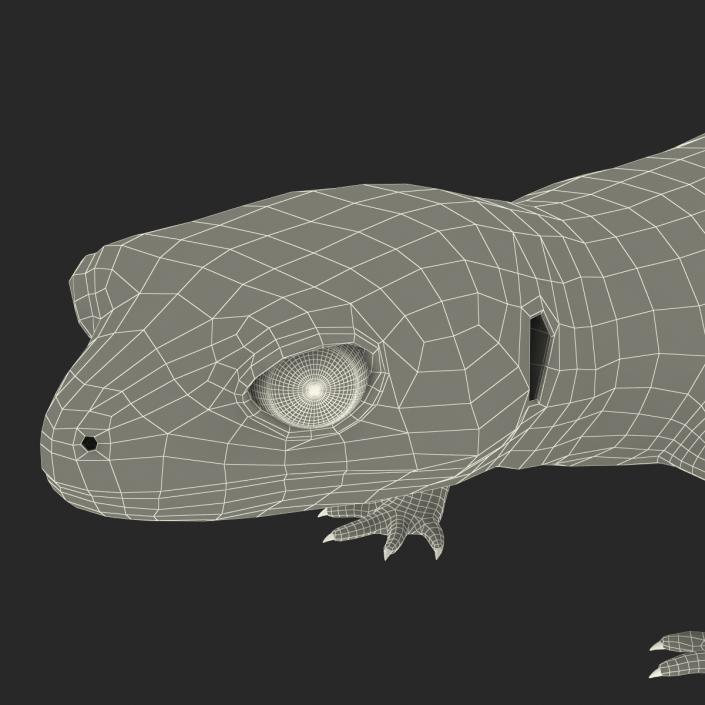 3D Leopard Gecko model