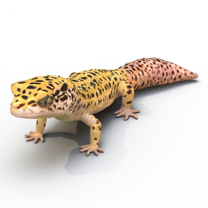 3D model Leopard Gecko Pose 2