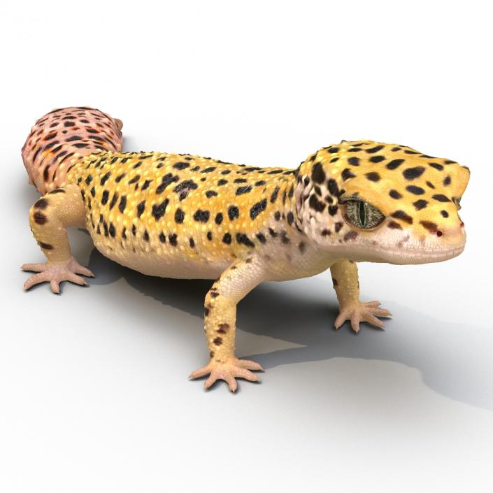 3D model Leopard Gecko Pose 2