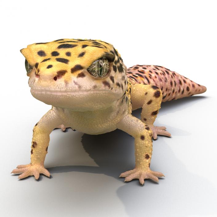 3D model Leopard Gecko Pose 2