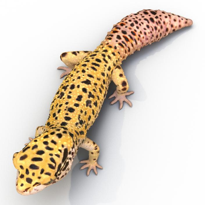 3D model Leopard Gecko Pose 2