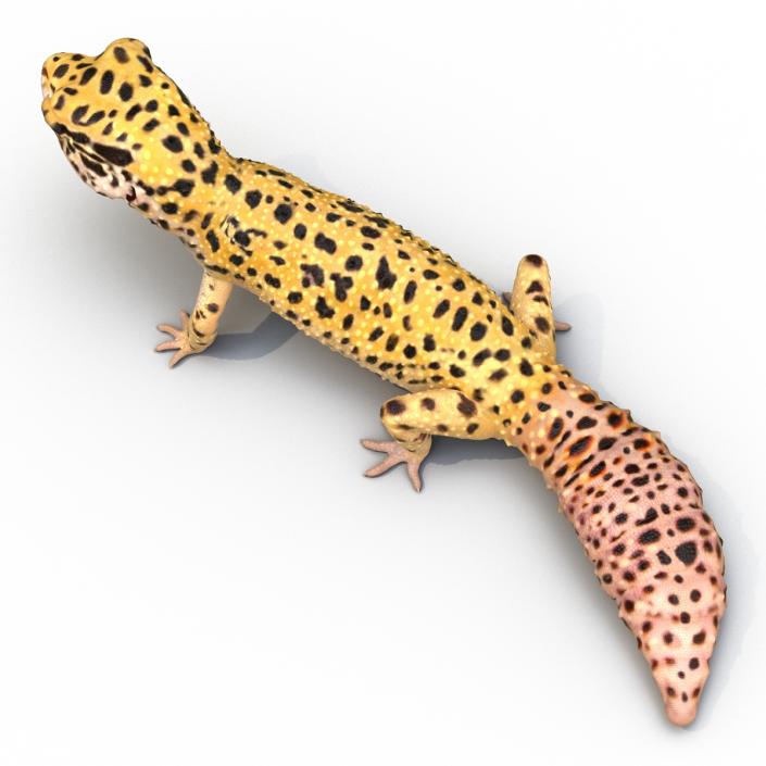 3D model Leopard Gecko Pose 2