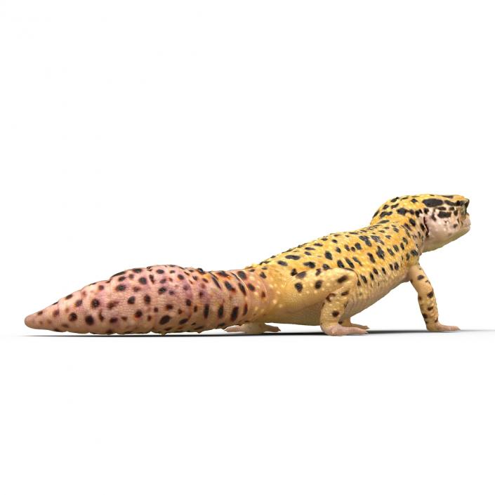 3D model Leopard Gecko Pose 2