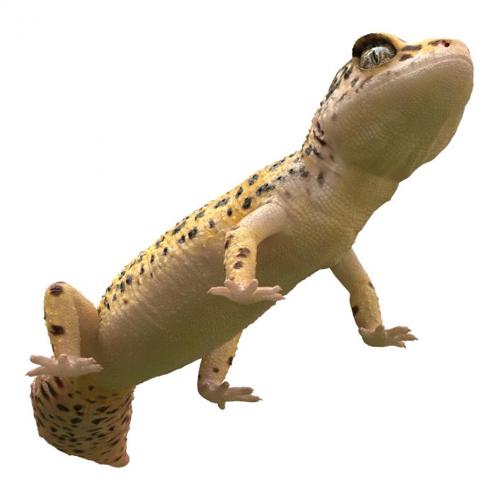 3D model Leopard Gecko Pose 2