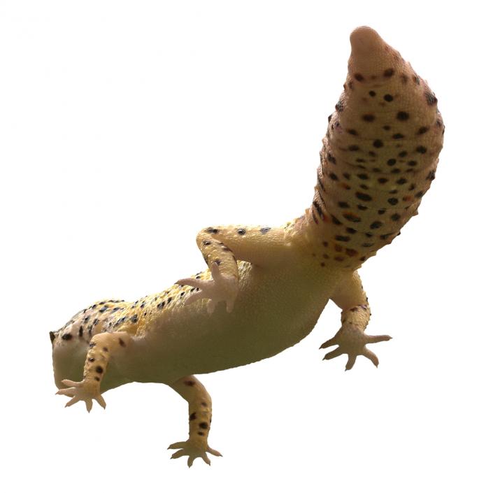 3D model Leopard Gecko Pose 2