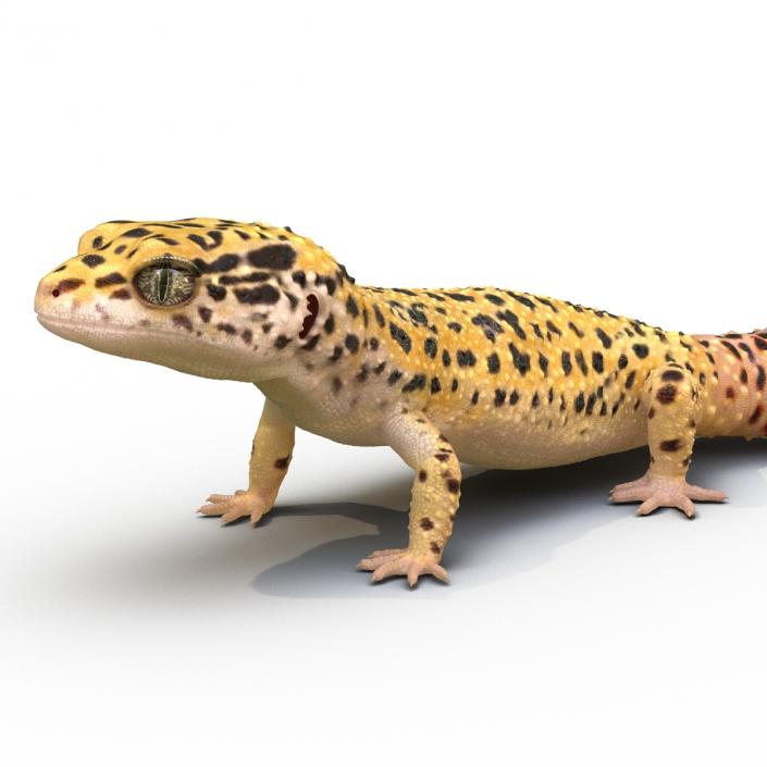 3D model Leopard Gecko Pose 2