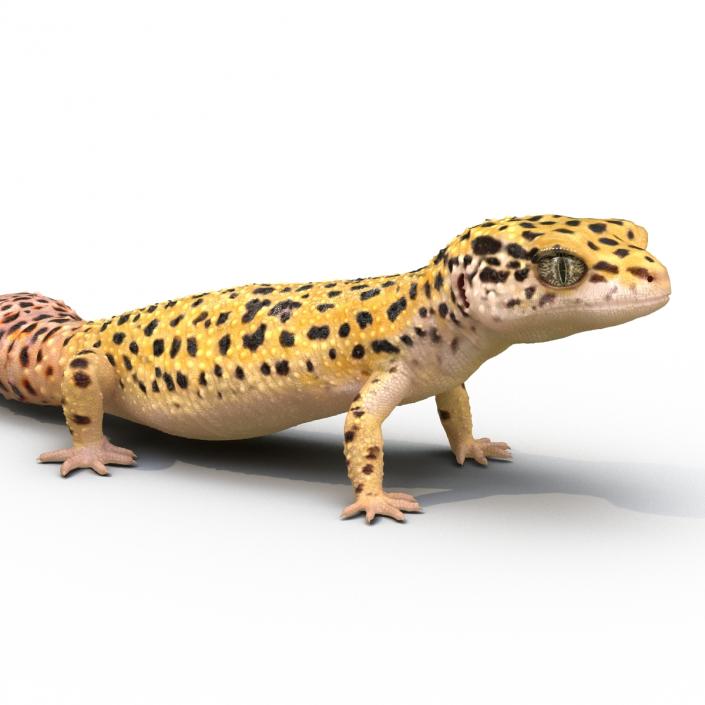 3D model Leopard Gecko Pose 2