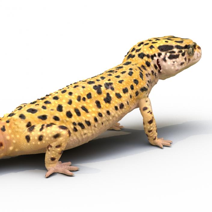 3D model Leopard Gecko Pose 2