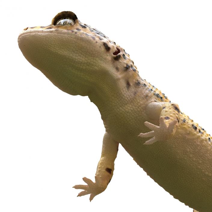 3D model Leopard Gecko Pose 2