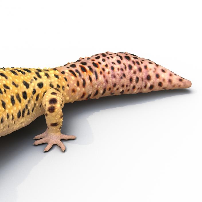 3D model Leopard Gecko Pose 2