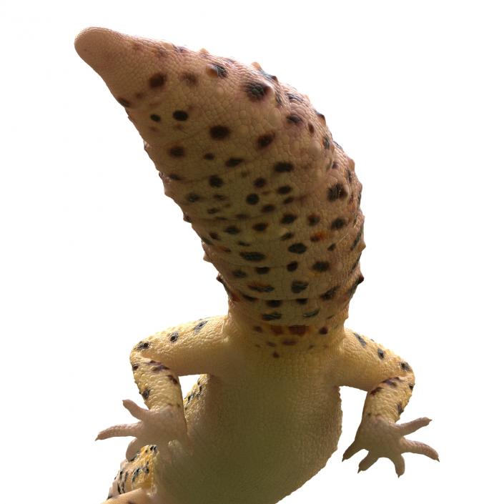 3D model Leopard Gecko Pose 2