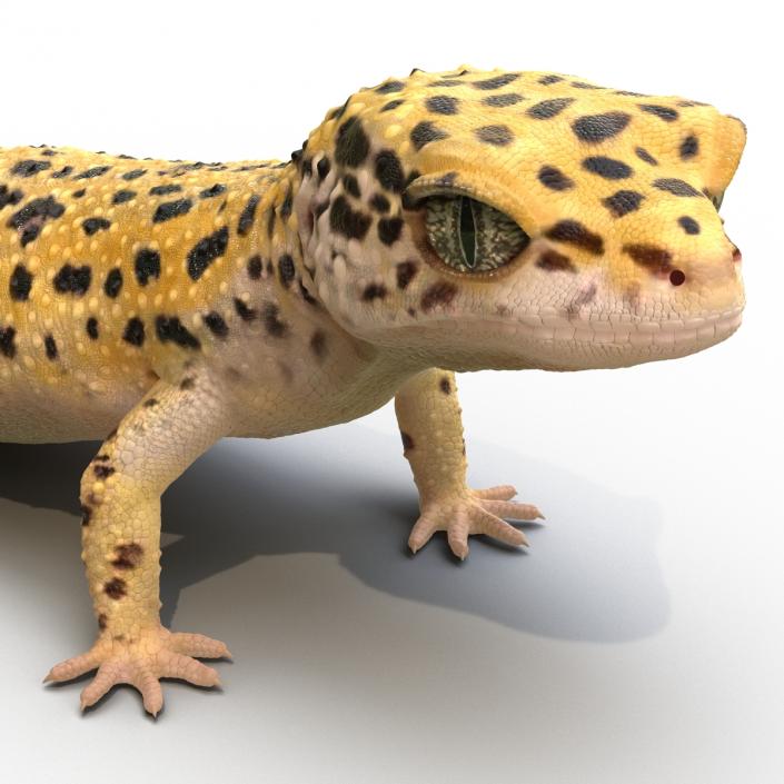 3D model Leopard Gecko Pose 2