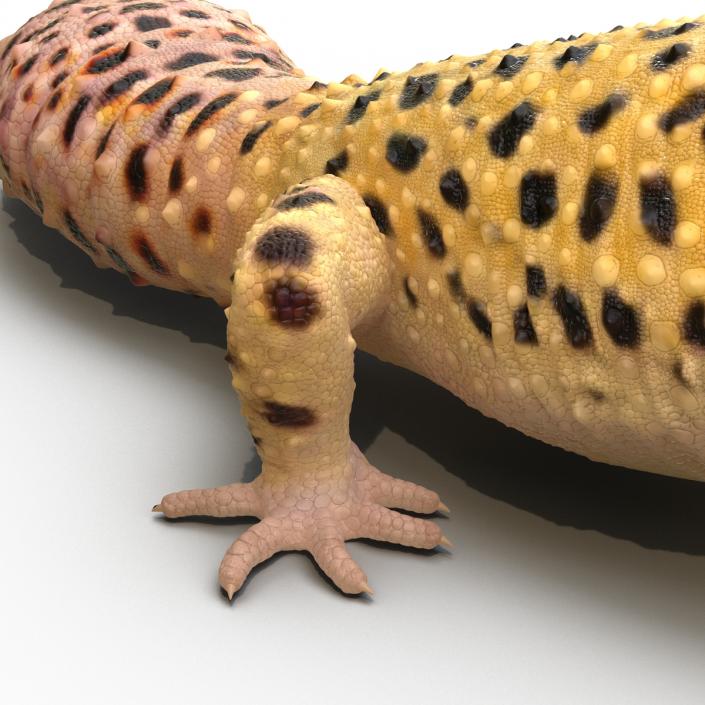 3D model Leopard Gecko Pose 2