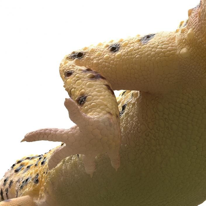 3D model Leopard Gecko Pose 2