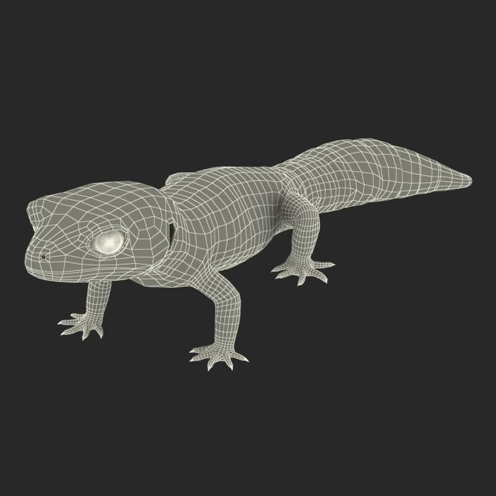 3D model Leopard Gecko Pose 2