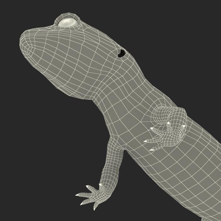 3D model Leopard Gecko Pose 2