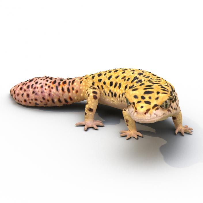 3D model Leopard Gecko Pose 4