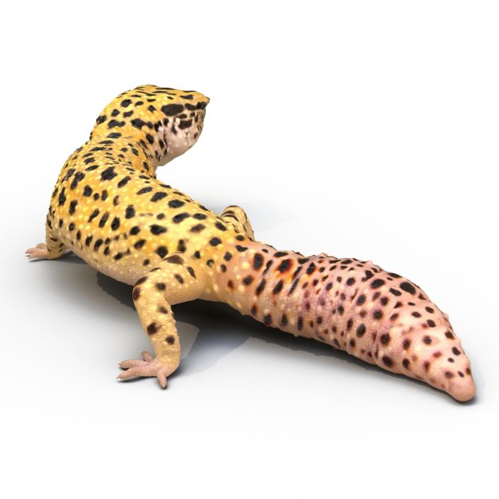 3D model Leopard Gecko Pose 4