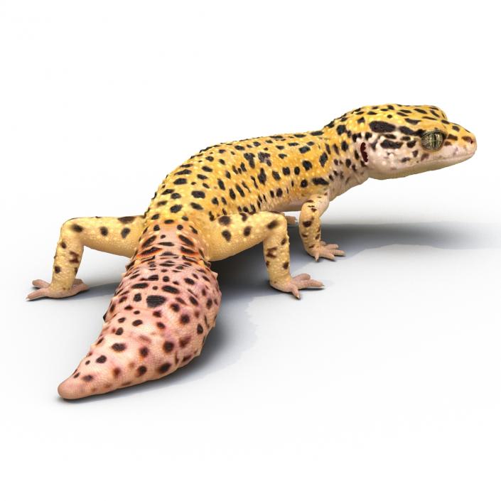 3D model Leopard Gecko Pose 4