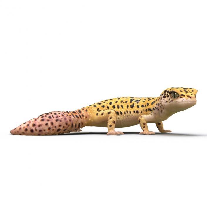 3D model Leopard Gecko Pose 4