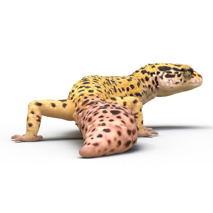 3D model Leopard Gecko Pose 4