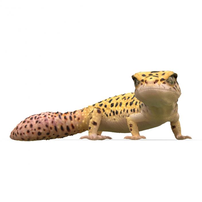 3D model Leopard Gecko Pose 4