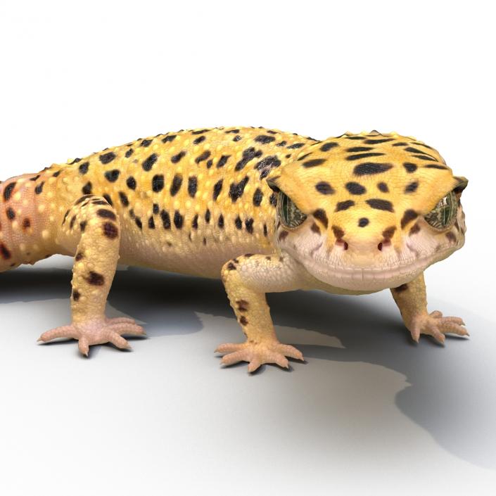 3D model Leopard Gecko Pose 4