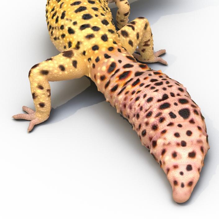 3D model Leopard Gecko Pose 4