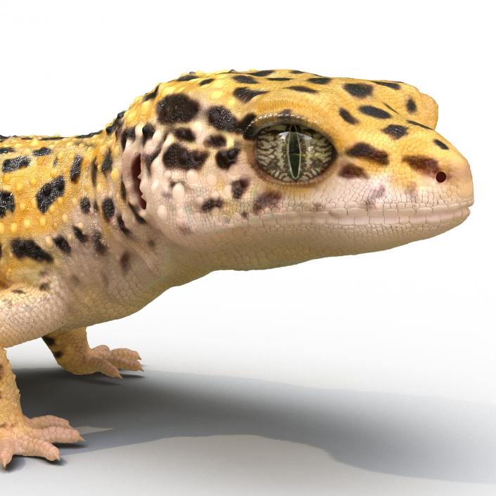 3D model Leopard Gecko Pose 4