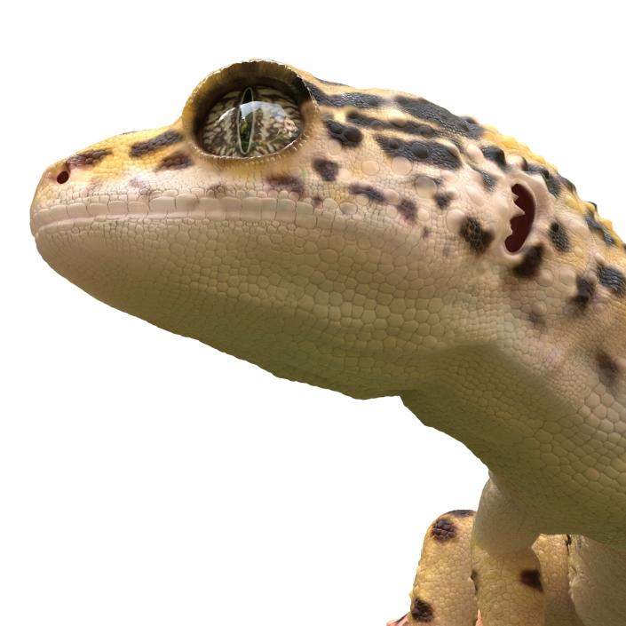 3D model Leopard Gecko Pose 4