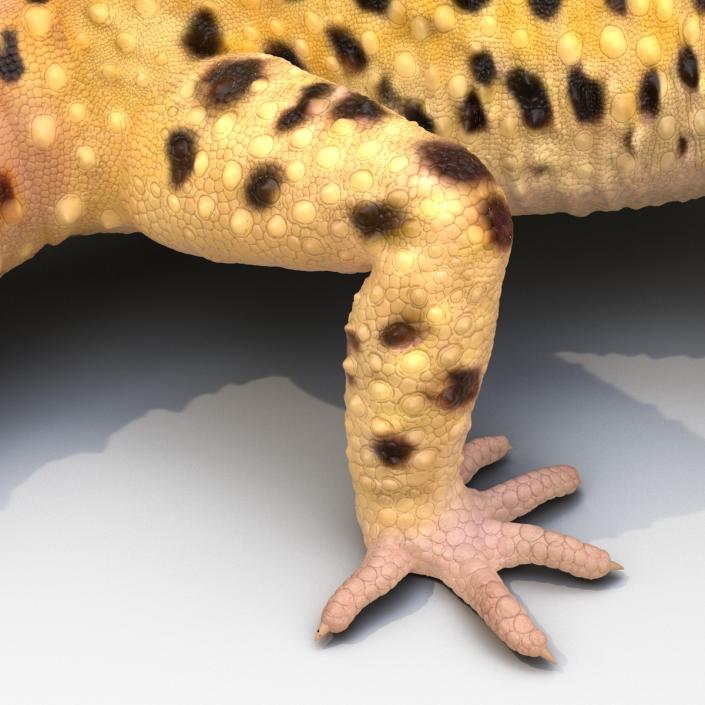 3D model Leopard Gecko Pose 4