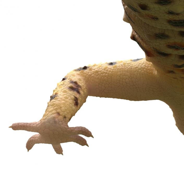 3D model Leopard Gecko Pose 4