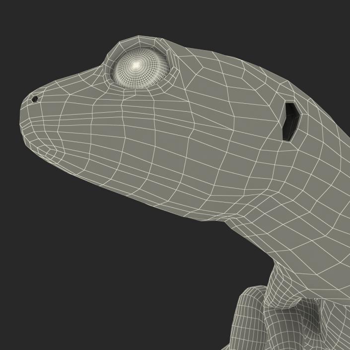 3D model Leopard Gecko Pose 4