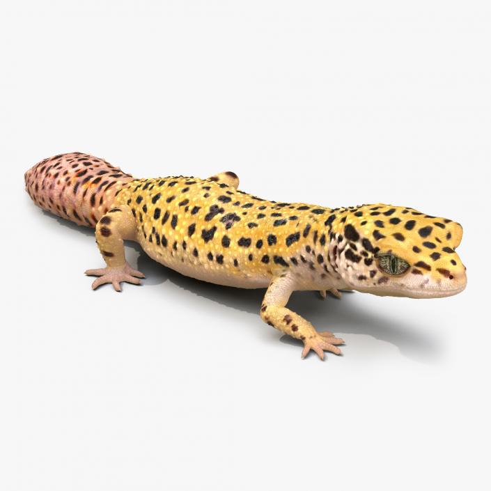 3D Leopard Gecko Walking Pose